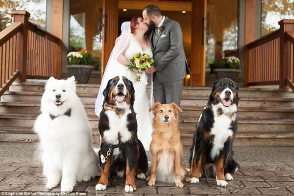cachorro casamento